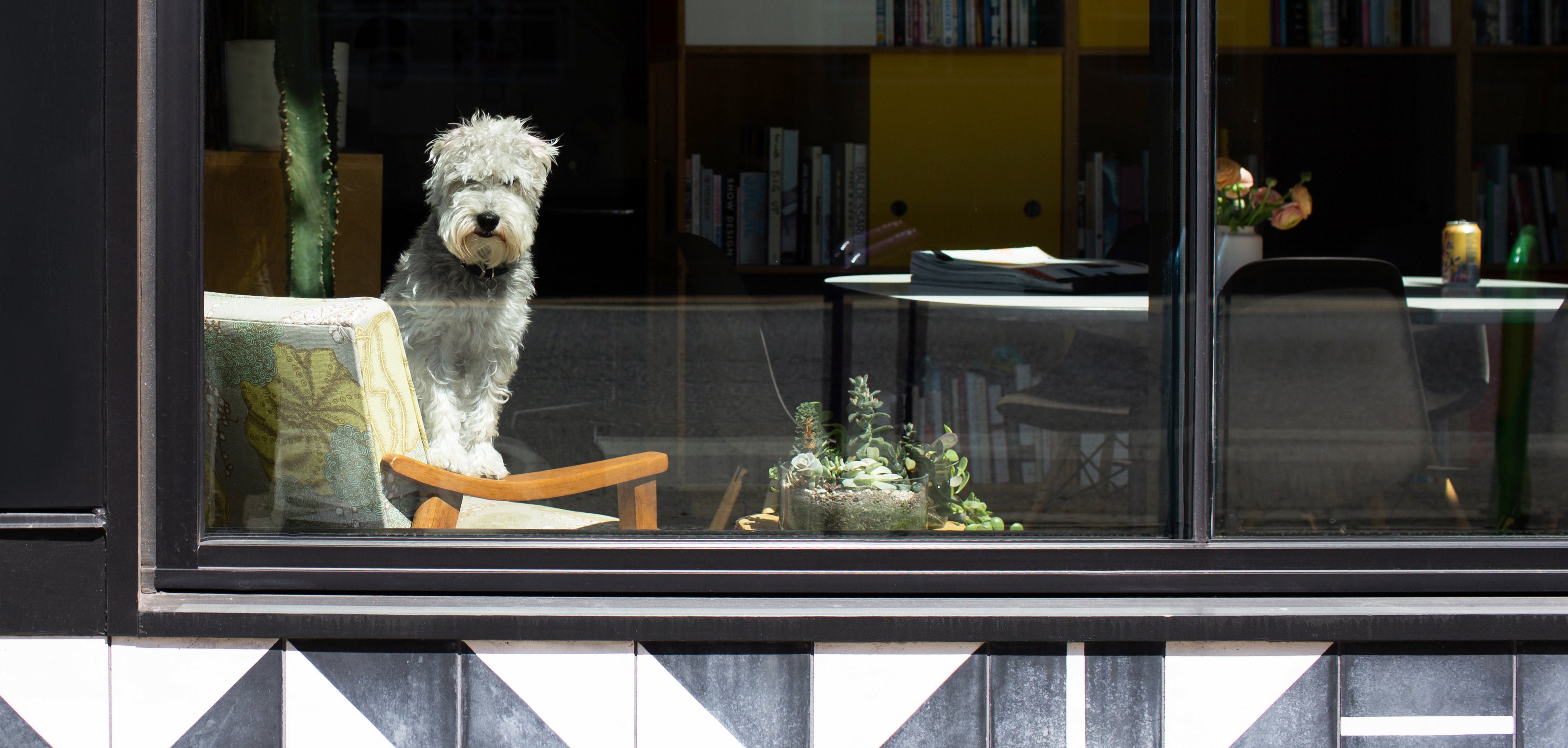 Store front of the creative agency Makelike in Portland Oregon. Fritz, a grey miniature schnauzer, sits on a chair by the window.